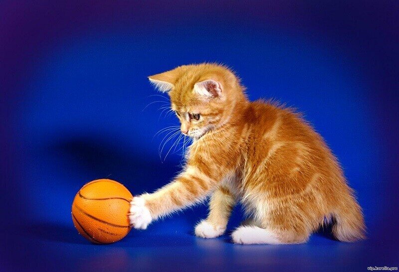 А вот и сам - финский бобтейл, во всей своей красе!