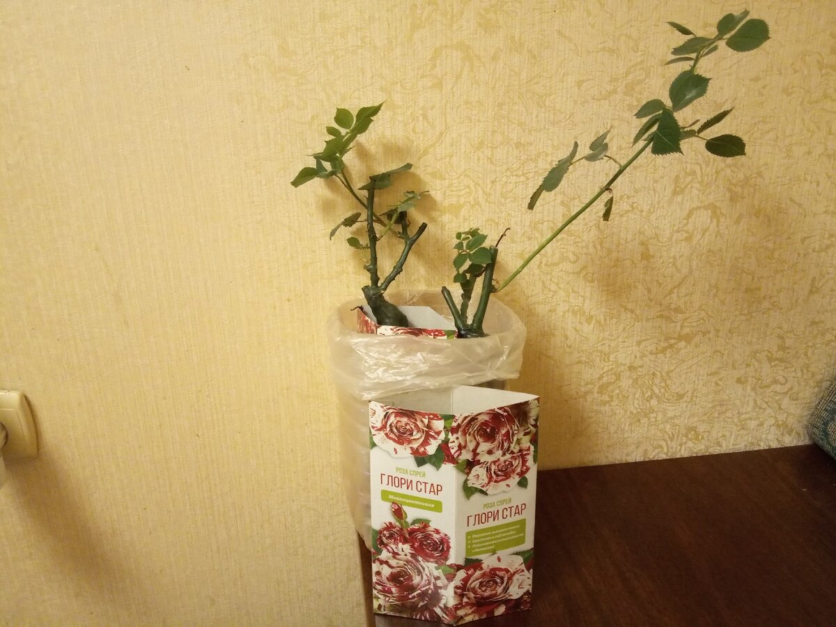 Кустики розы спрей Глори Стар