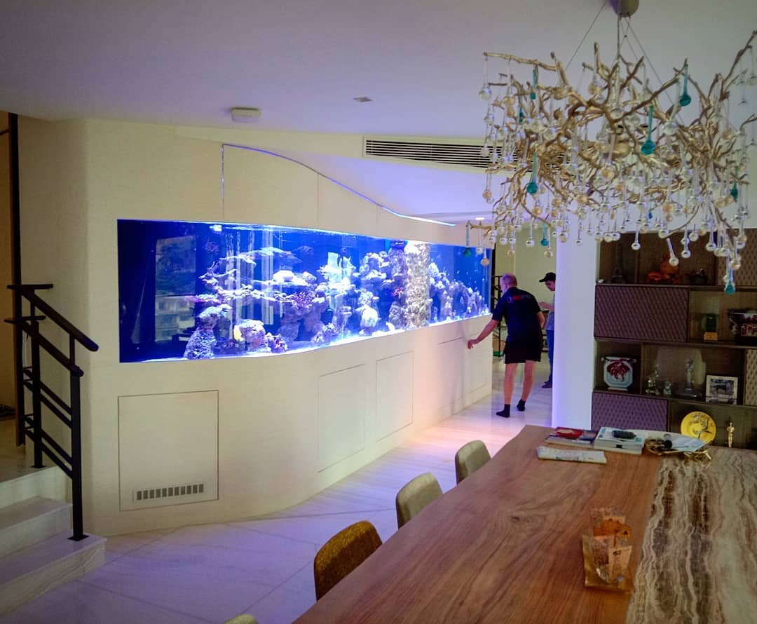 Фото взято с сайта RedFin Aquarium Design (https://www.red-fin.com/)