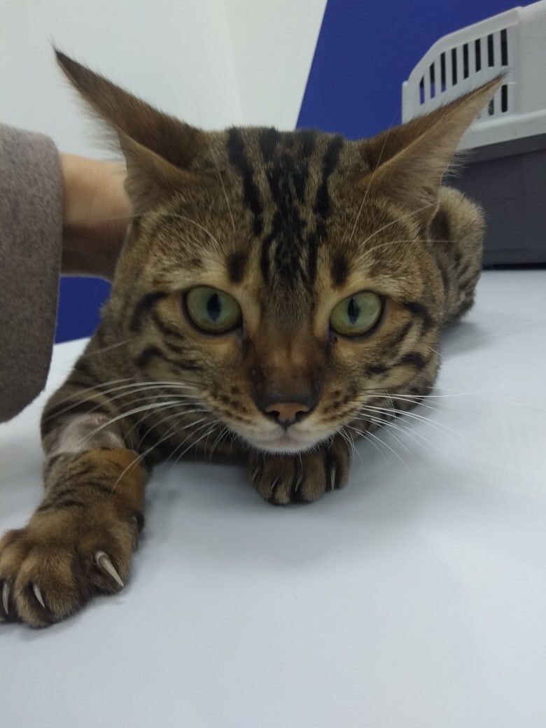 Это Богдан, котик из нашего приюта.