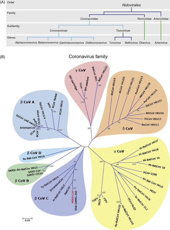 Семейство коронавирусов