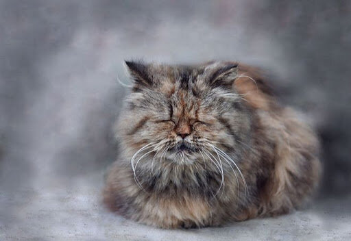 Седеют ли кошки от старости | gafki.ru | Дзен