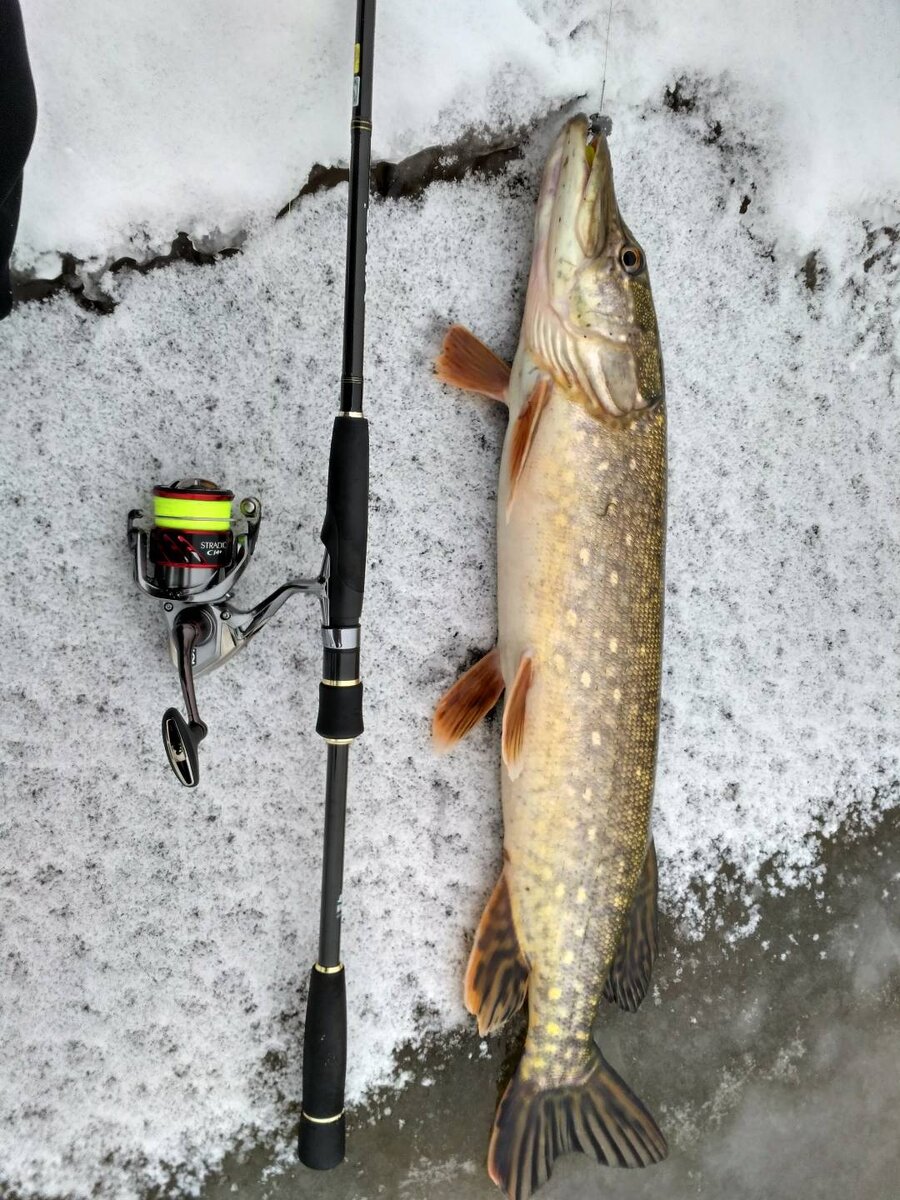 ловить щуку без поводка? нет, не нужно ...