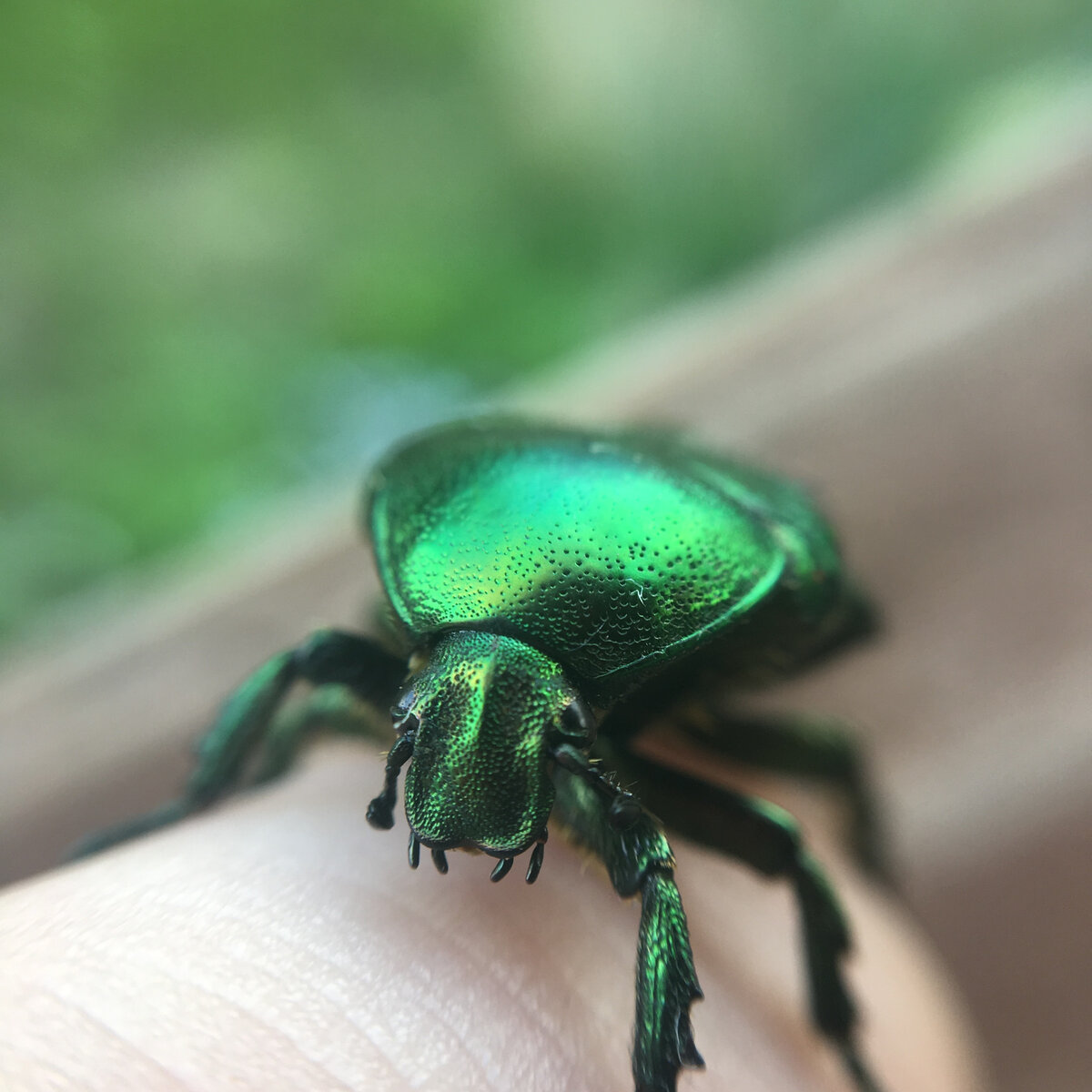 Интересные факты:                                                                                                                 - Пол насекомого зависит от температуры окружающей среды. Если будет слишком холодно или жарко, из коконов вылупятся только самцы или только самки. Полностью взрослеет насекомое только через 2-3 года.                                                                               - В связи с тем, что бронзовка не мигрирующее насекомое, и его личинки должны питаться древесной растительностью, встречается она только в районах с кустарниками и деревьями.                                                                                                   - Ареал обитания бронзовки очень велик, но есть места, где она не живет. Например, не любит пустынные местности, не живет в северной части полуострова Крым, в степных пространствах.                                                                                                       - Чтобы взлететь, этот жук не поднимает надкрылья. Чтобы взлететь, он выпрастывает крылья, сложенные вдвое, через специальные боковые щели. Это ухищрение улучшает аэродинамические характеристики насекомого, благодаря чему его полет становится более маневренным. Как вы можете убедиться в этом сами, на картинке ниже представлена характерно окрашенная бронзовка золотистая Источник: https://fishki.net/2288158-bronzovka-majskij-zhuk-kotoryj-vovse-ne-majskij.html © Fishki.net 