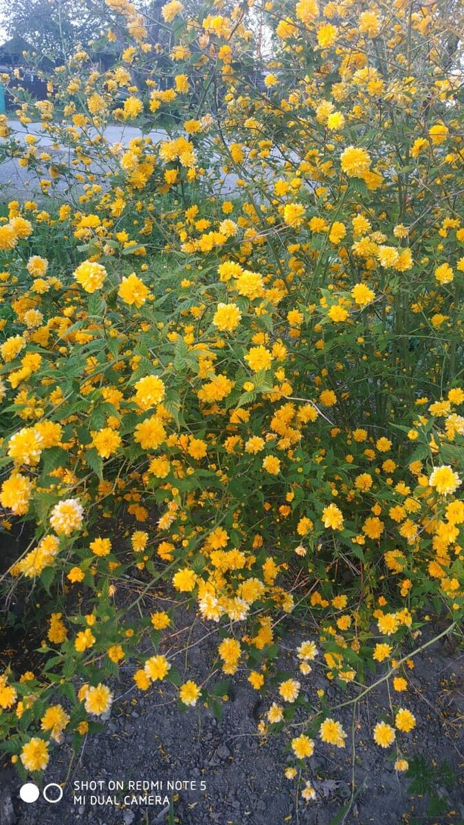 Это такая сейчас красота на у нас на улице.