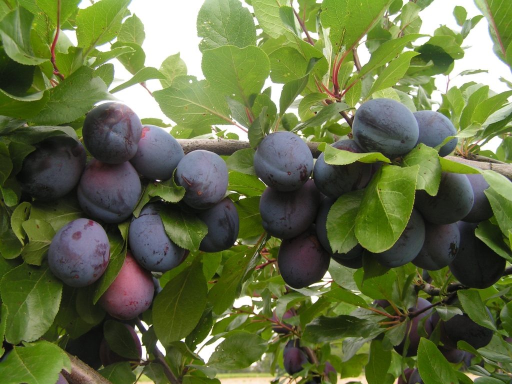 Венгерка