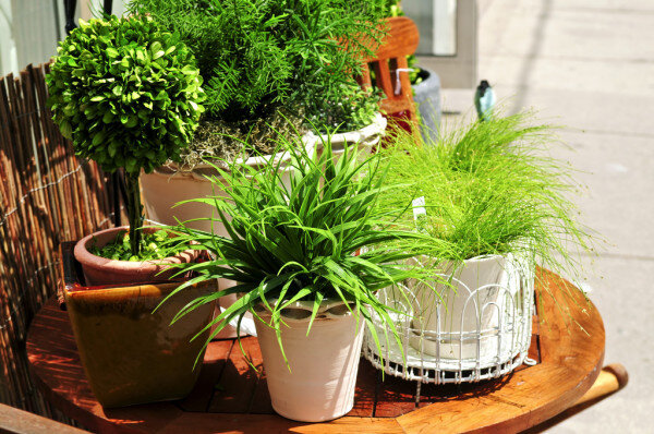 https://static4.depositphotos.com/1015060/463/i/950/depositphotos_4636409-stock-photo-potted-green-plants.jpg
