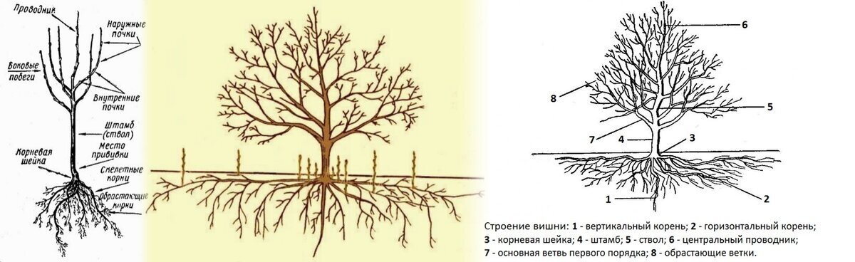 Схема корневой системы вишни