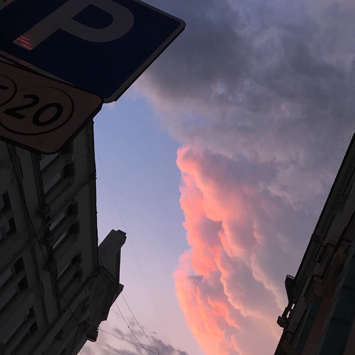 Московское розовое 💗