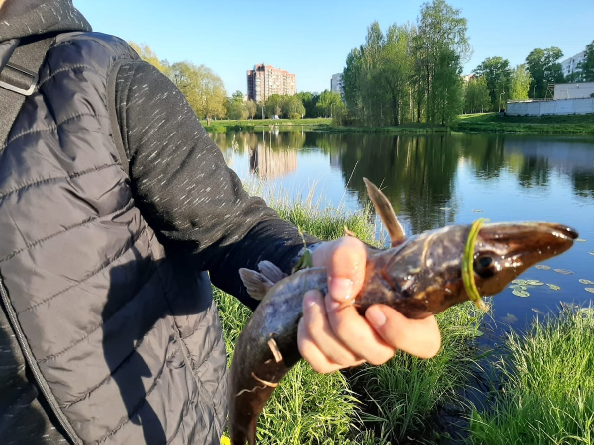 Где рыбалка в спб. Муринский ручей рыбалка. Сомик в Муринском ручье. Рыба донная в ручьях. Какая рыба водится в Муринском ручье.