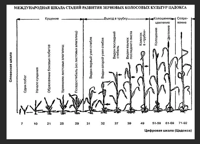 Фазы яровой пшеницы. Фазы развития озимой пшеницы. Фазы развития Яровой пшеницы. Фазы вегетации Яровой пшеницы. Фазы развития овса ярового.