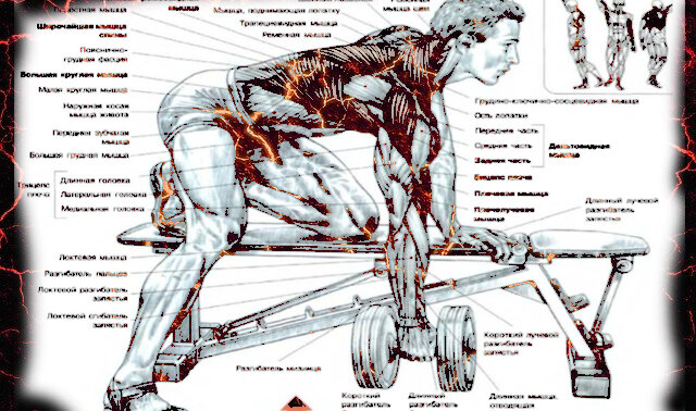 Схема из книги Ф. Дэлавье "Анатомия силовых упражнений"