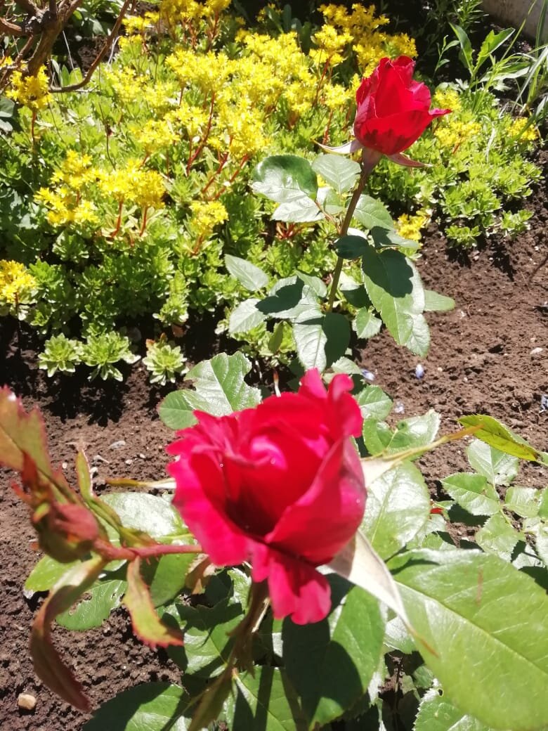 Роза красная пробуждение