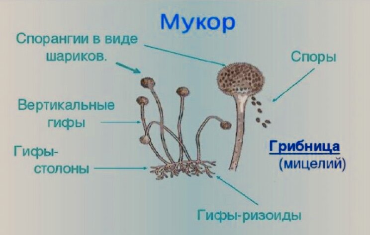 Строение мукора