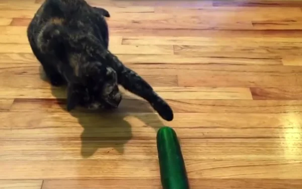 Фото взято из открытых источников.