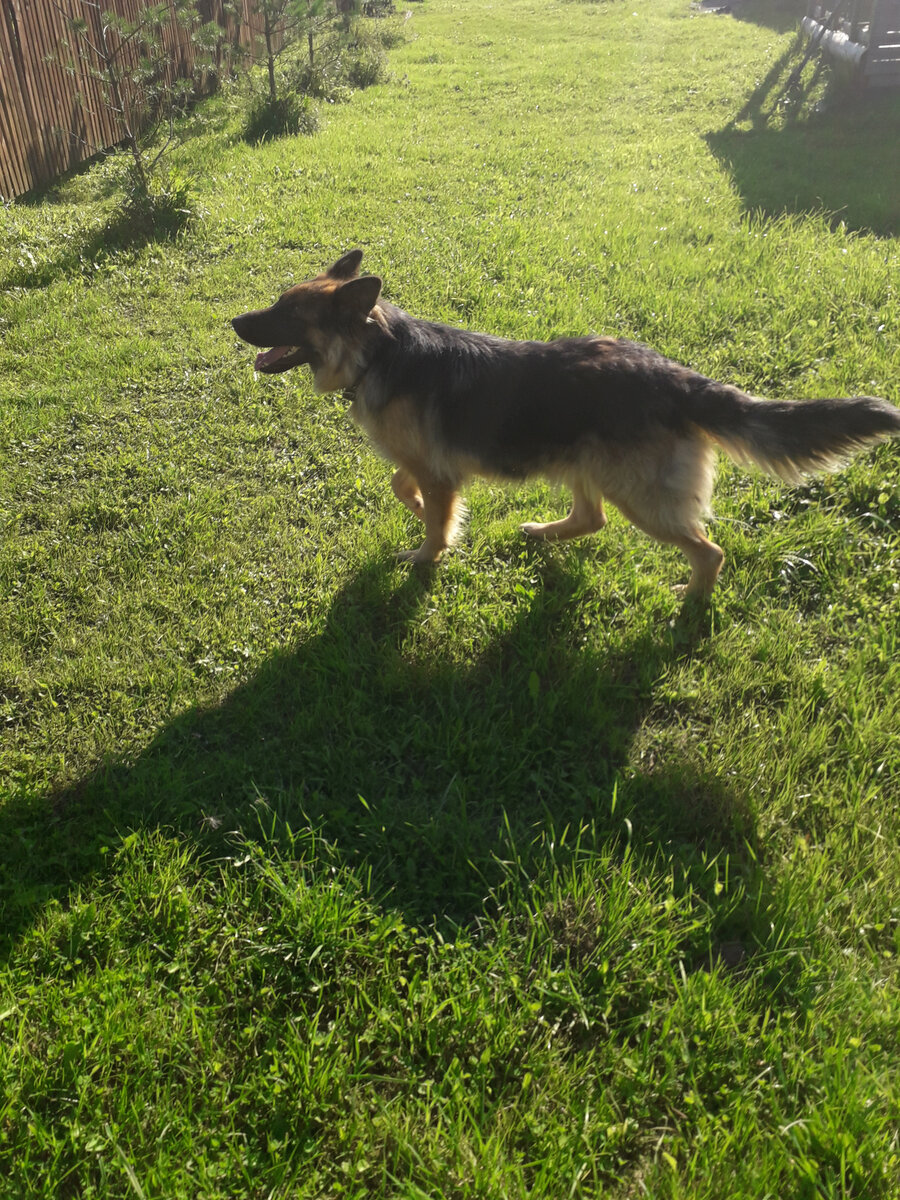 Немецкая овчарка Лада