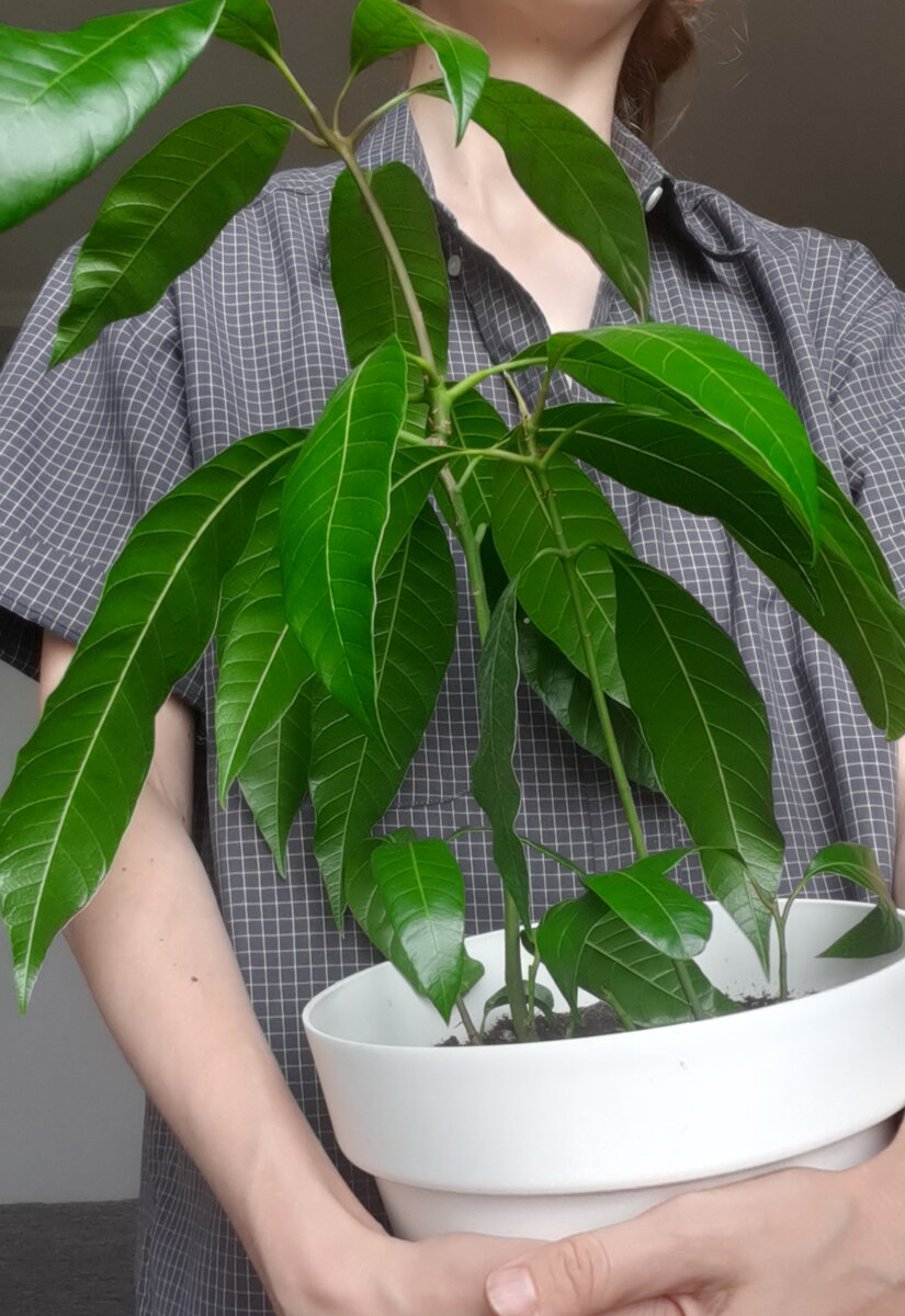 Посадить косточку манго в домашних условиях фото