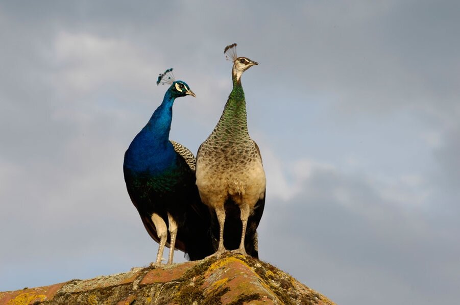 Что-то мне это напоминает)) =>