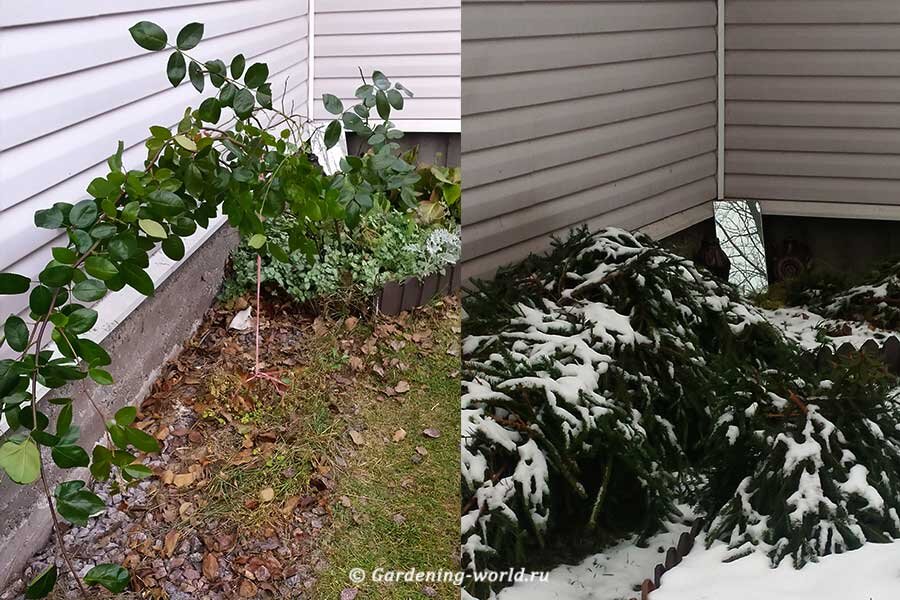 Укрытие плетистой розы с постепенным пригибанием ветвей