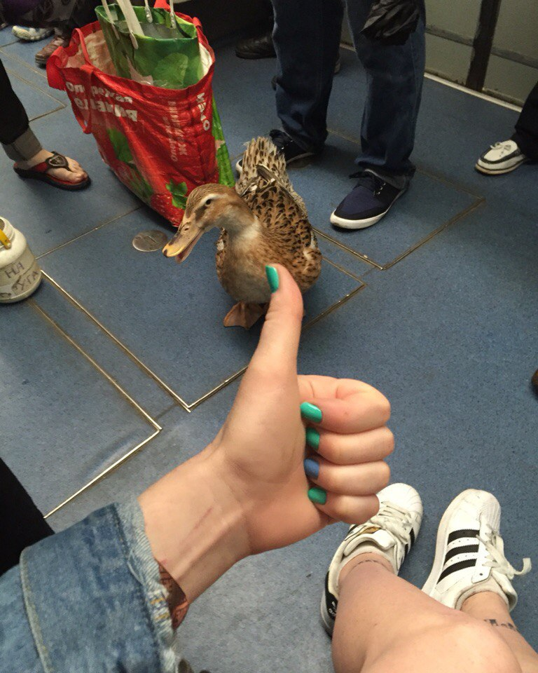 Утиные истории