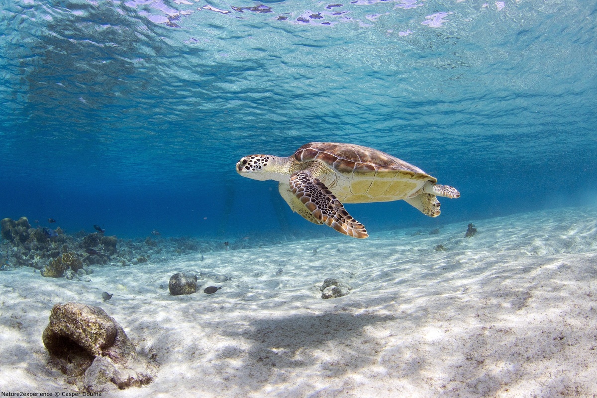 Фото  Яндекс картинки.