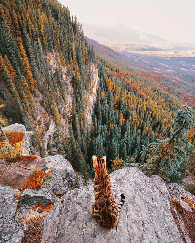 Фото взято с сайта https://yandex.ru/turbo/pikabu.ru/s/story/koshkaputeshestvennitsa_iz_kanadyi_5870698?check_swipe=1