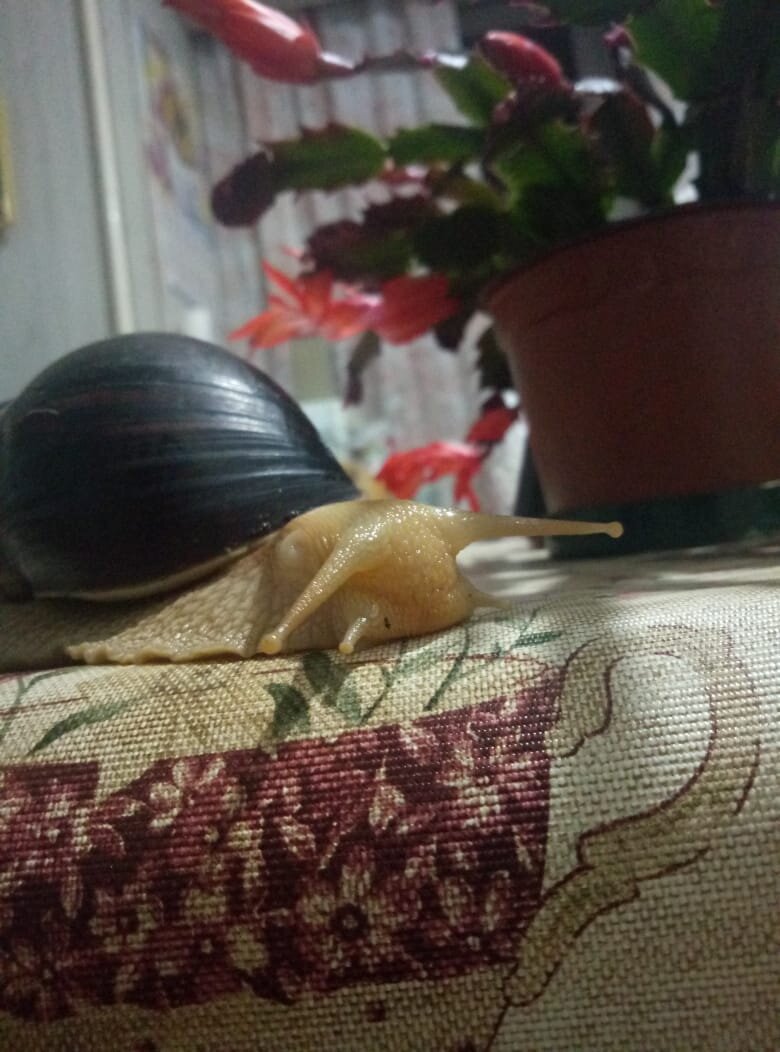 Шкипер и декабрист