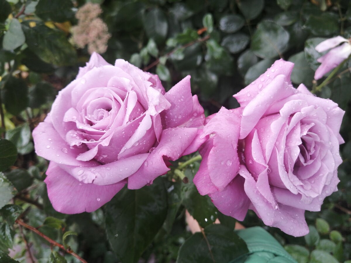 Роза голубой Нил фото и описание отзывы