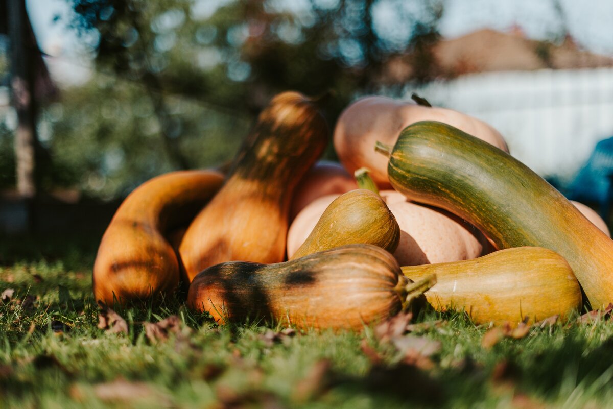 Вот такие замечательные тыквы выросли у меня в этом году.