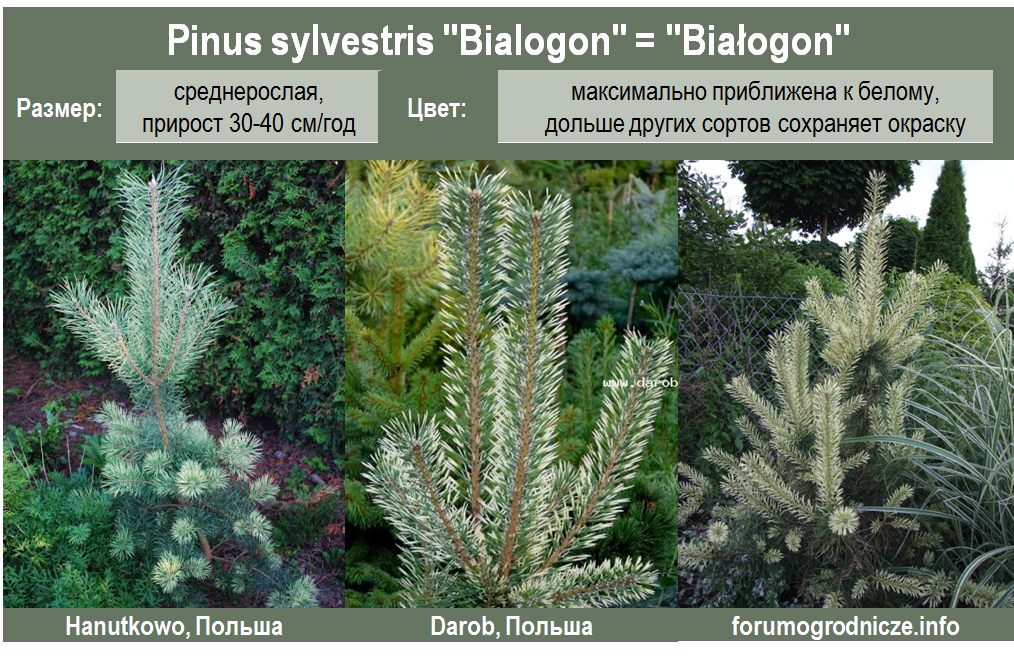 Сосна вопросы. Pinus Sylvestris bialogon. Pinus Sylvestris ‘Białogon’. Сосна обыкновенная Биалогон Pinus Sylvestris bialogon. Pinus Sylvestris Candlelight.