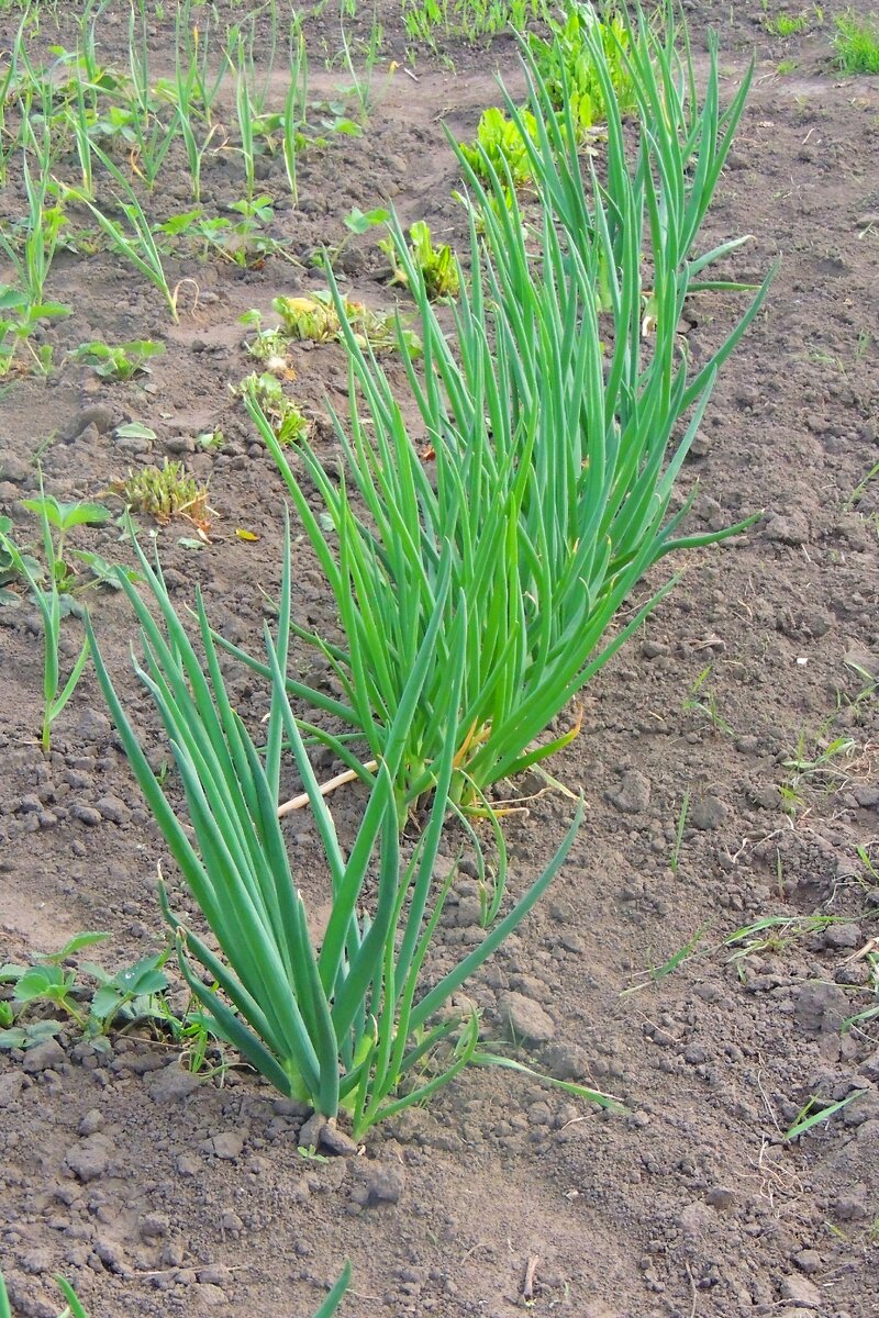 Луковая грядка