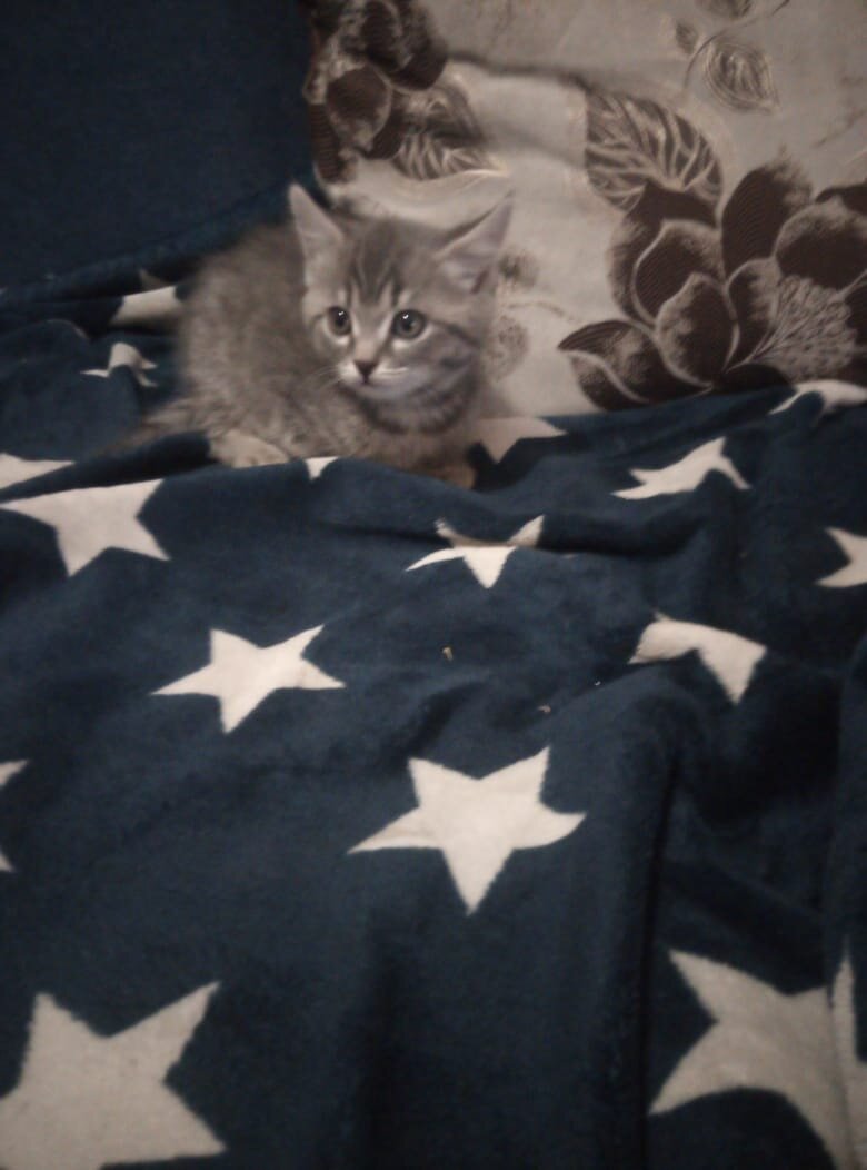 А вот такого котейку отдали моей сестре и нагло наврали,что он породистый и стоит 5 тысяч. Теперь у нее ТРИ дворовых кота))))