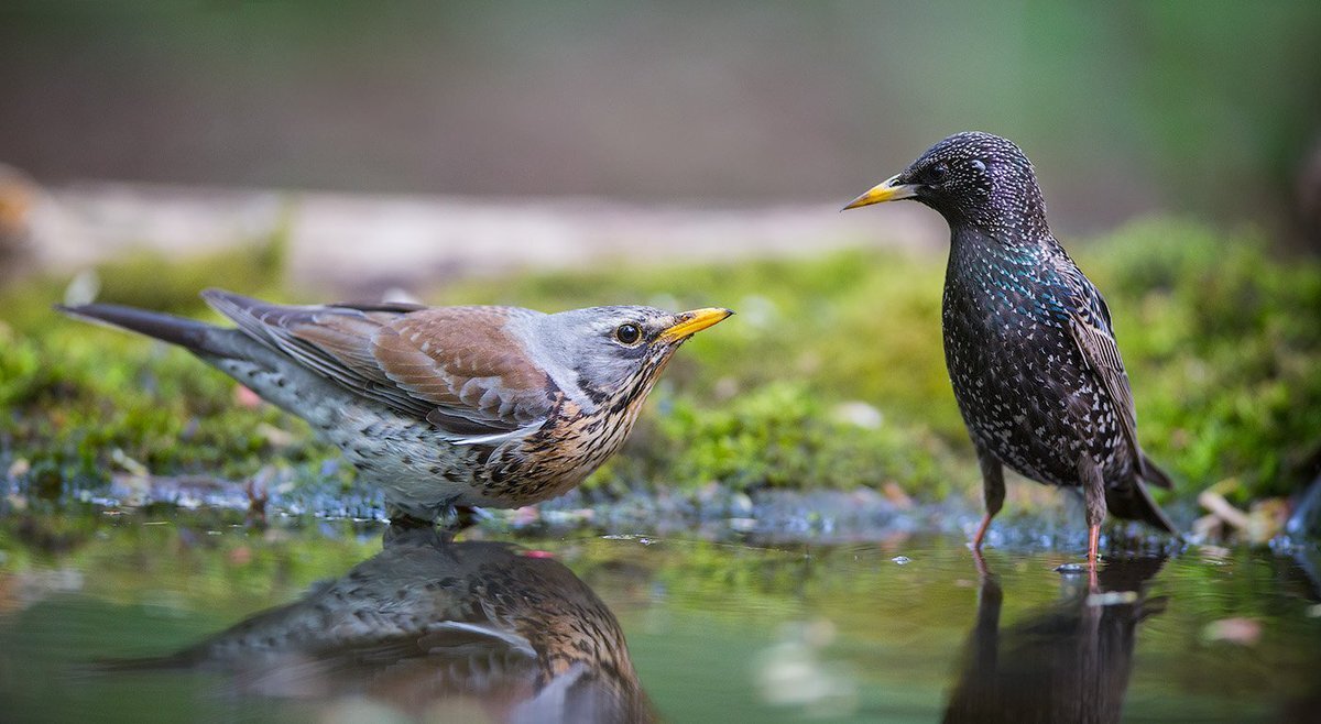 Яндекс фото