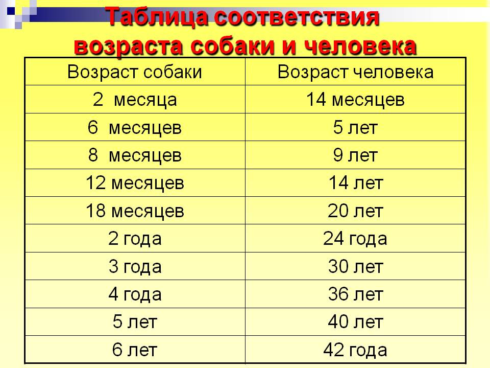 Собака по возрасту. Таблица лет собак и человека. Возраст собаки и человека соотношение таблица. Соответствие возраста собаки и человека таблица. 4 Месяца собаке по человеческим меркам это сколько лет таблица.