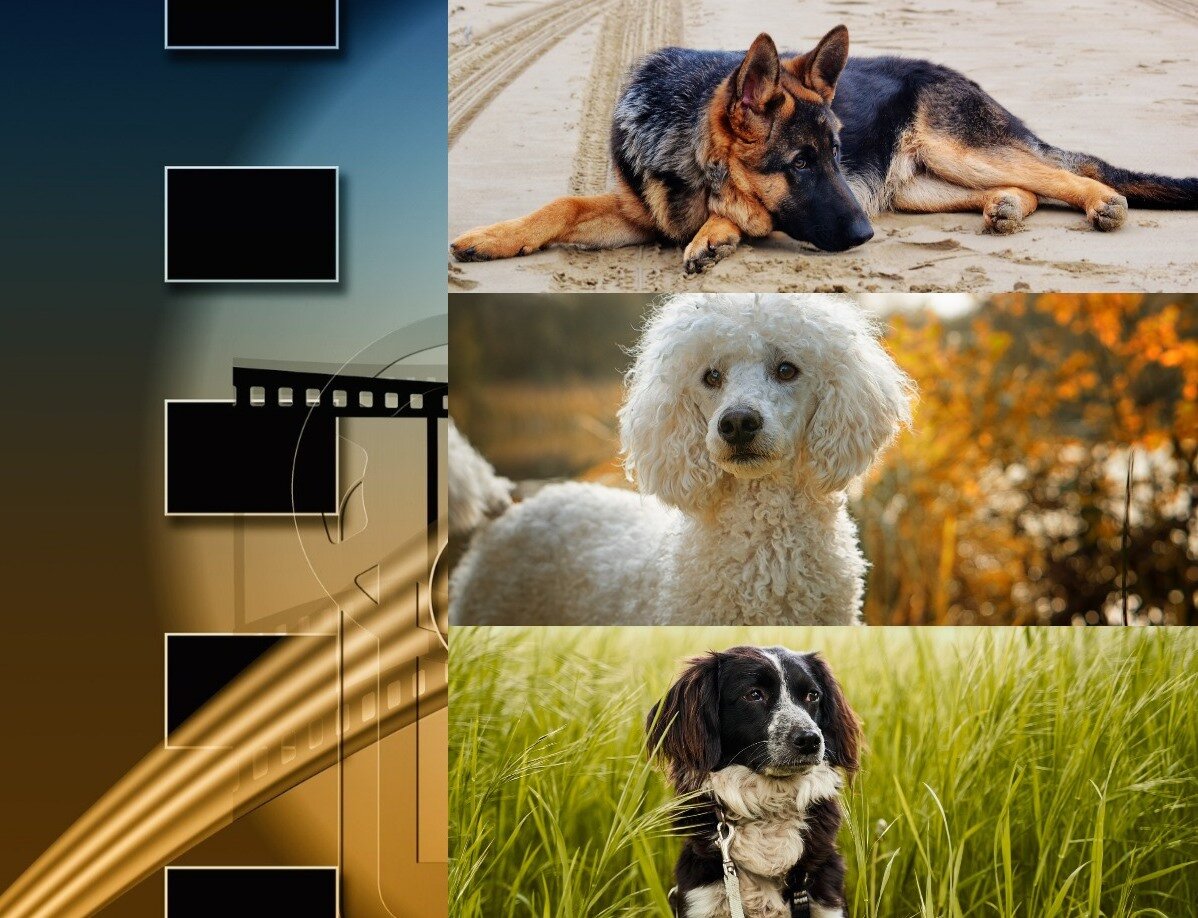 Коллаж автора канала