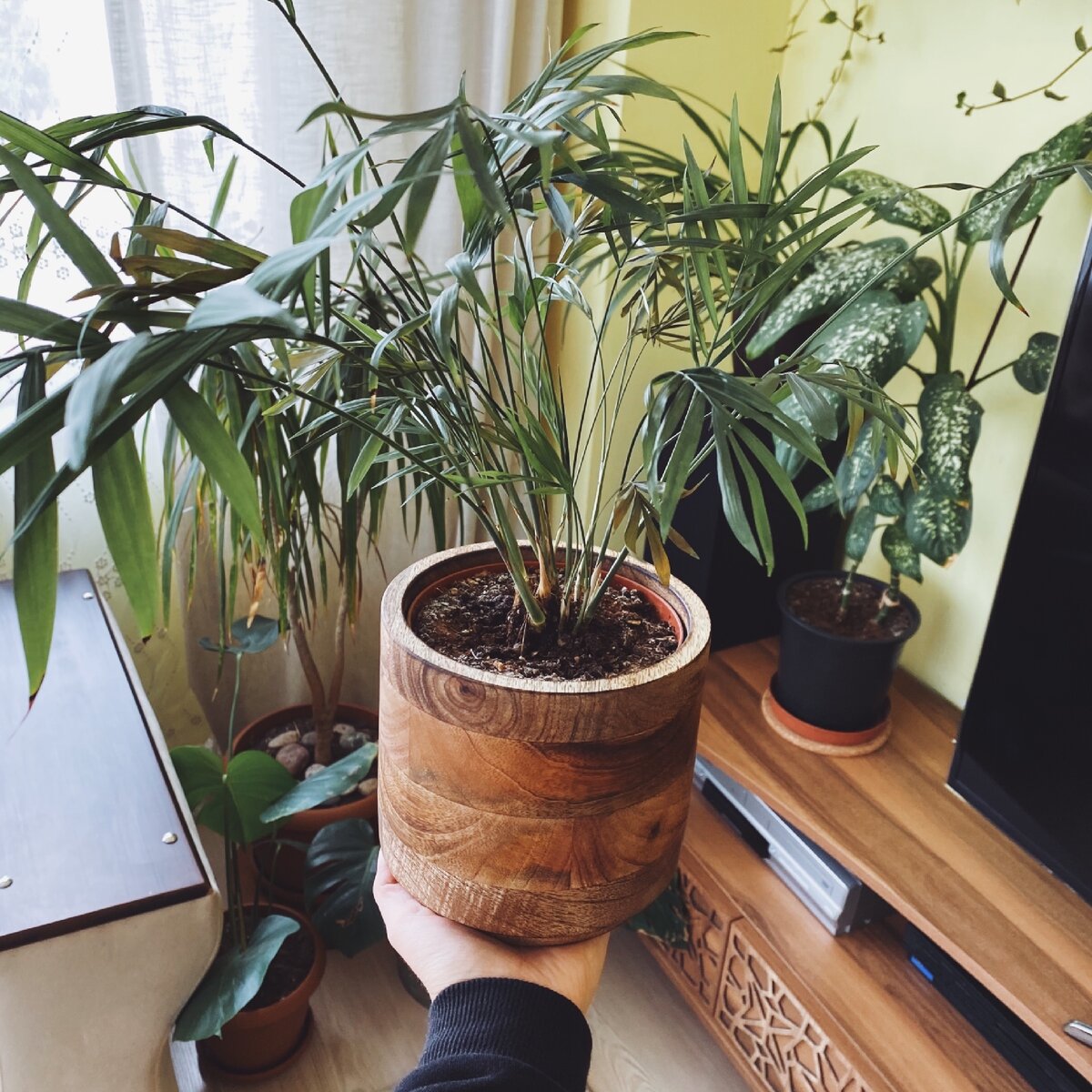 Мой зелёный уголок