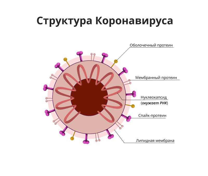 Строение нового коронавируса. Анатомия убийцы. Структура SARS-CoV-2