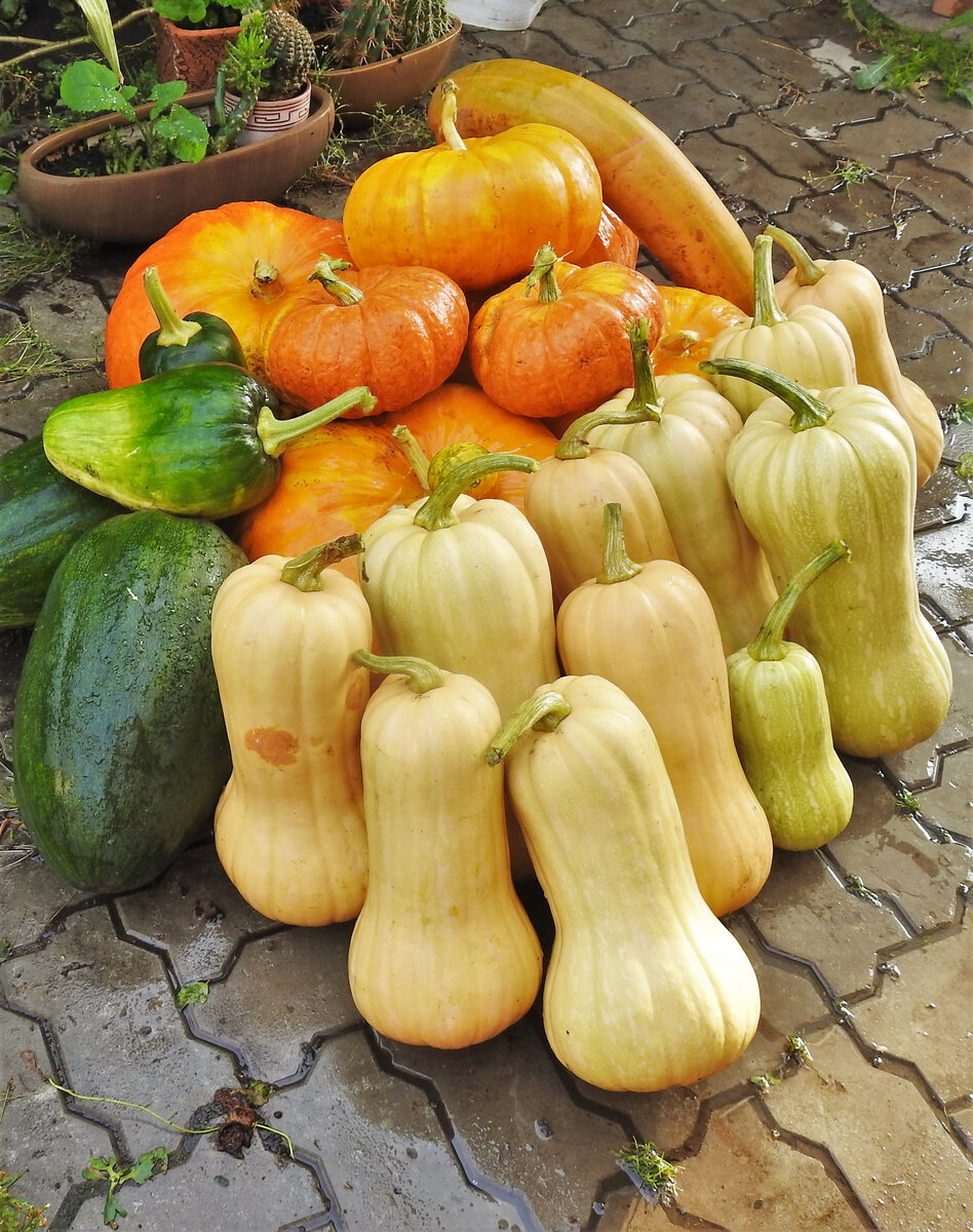 Тыква, выращенная моим любимым садоводом в 2020 году