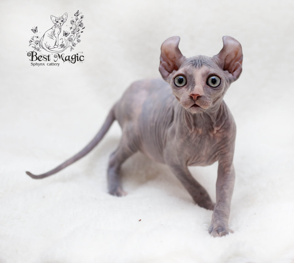 Best Magic Marsianka