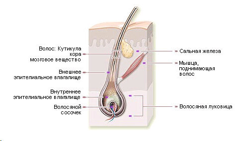 Как удалять волосы в интимной зоне (и нужно ли) | Купрум