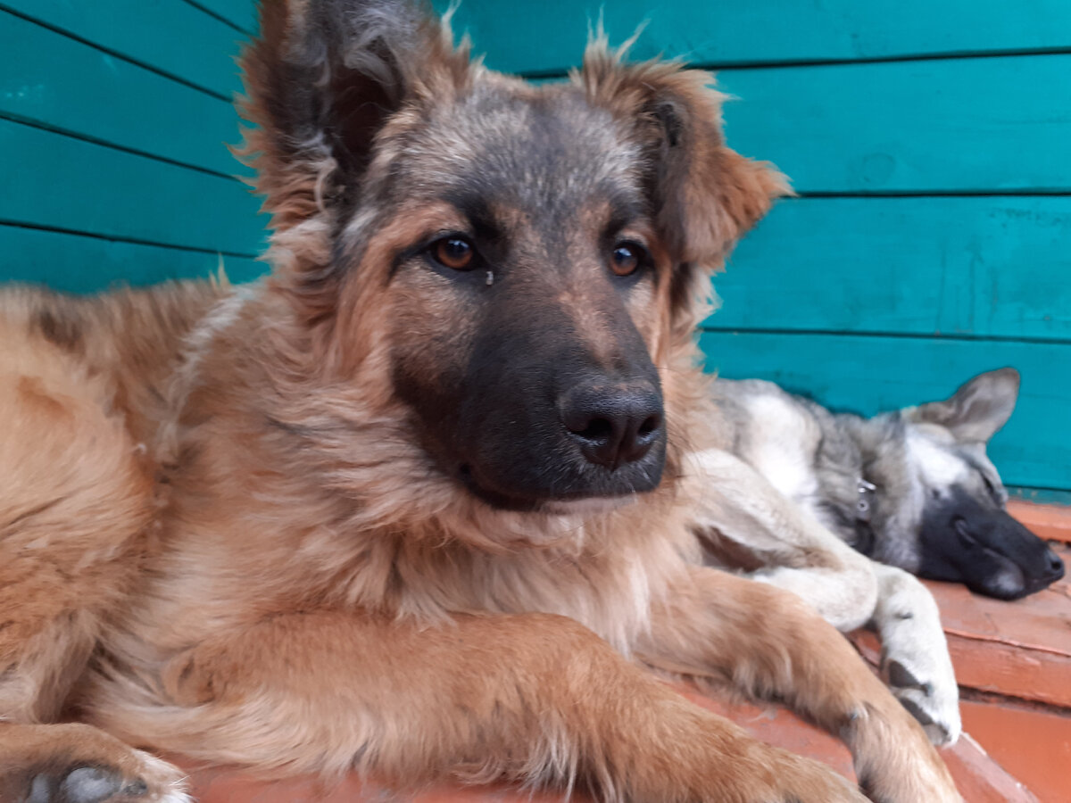 Не верьте этим особам!)) Это я Вам, как доморощенный эксперт говорю.) Одна ухо поднять не хочет, потому что стесняется "обнародовать" свою бирку,))) а другая притворяется "Спящей Царевной".)))