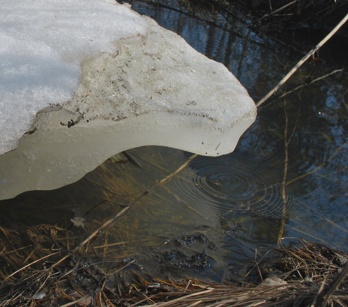Началась апрельская капель. 
