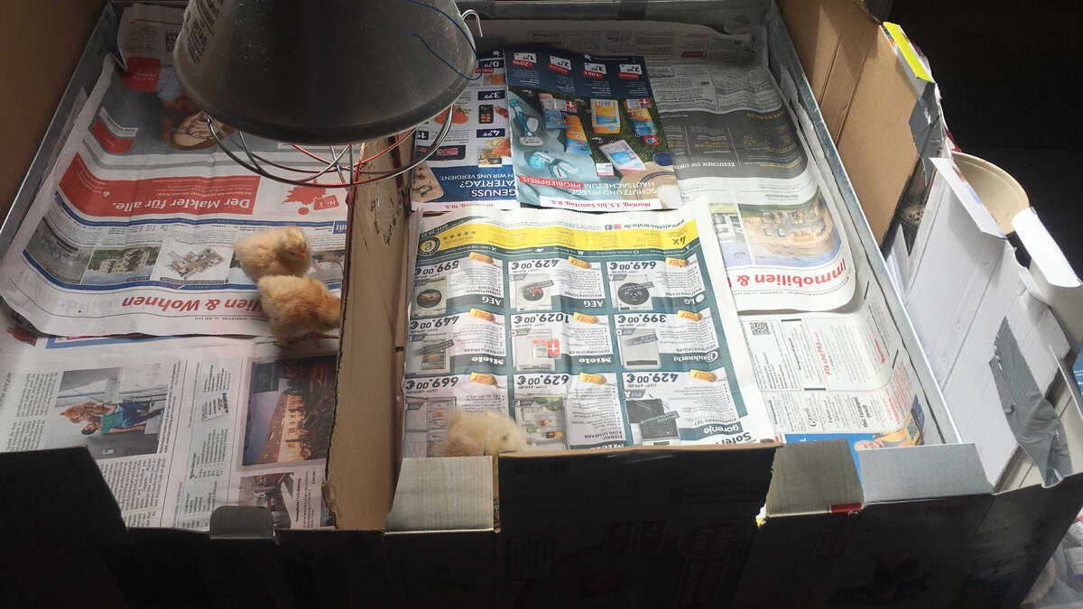 В очередной раз пригодился поддон для рассады, который муж сделал сам. Есть видео о поддоне. Смотрите на моём канале.