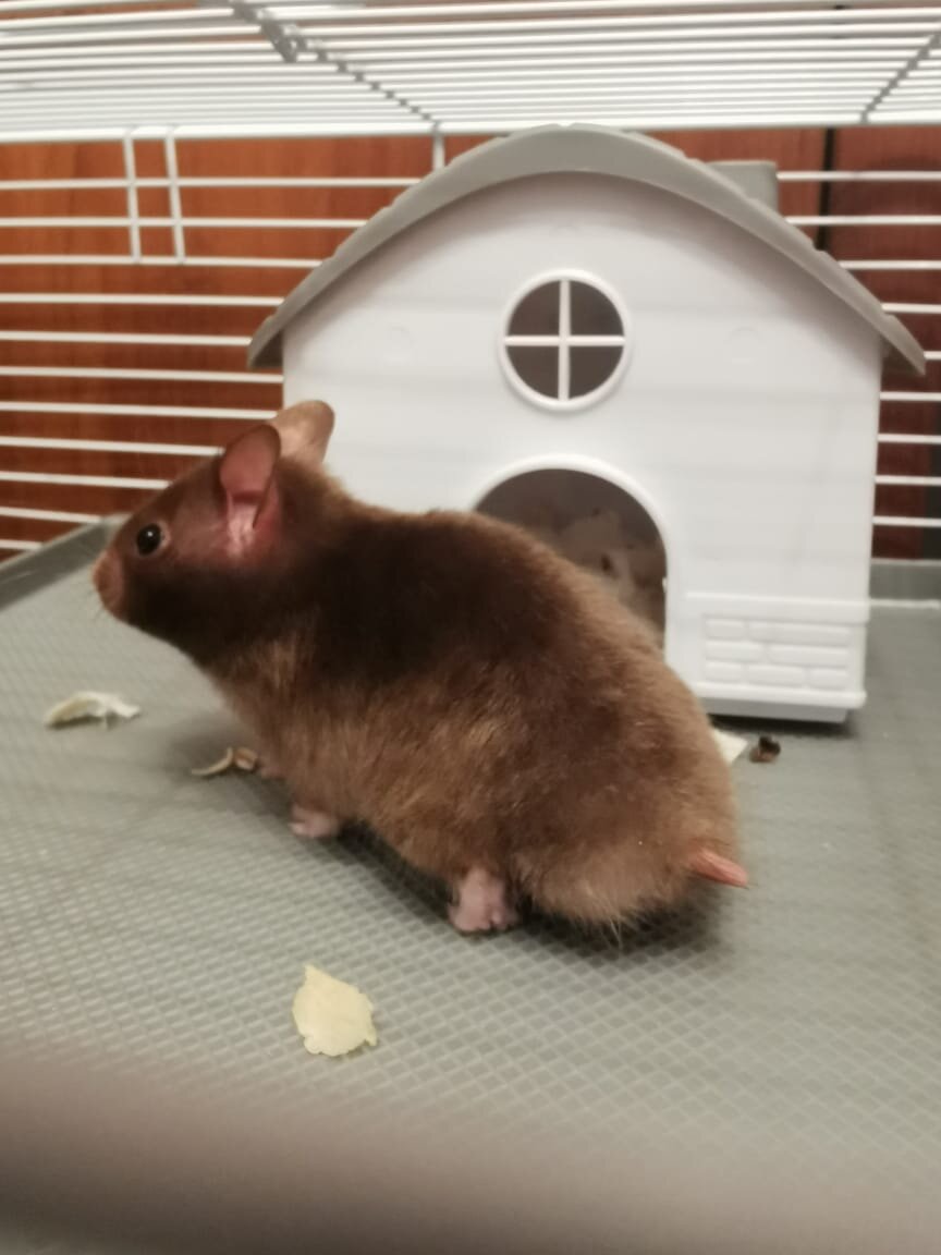 Мой сирийский хомяк Василий