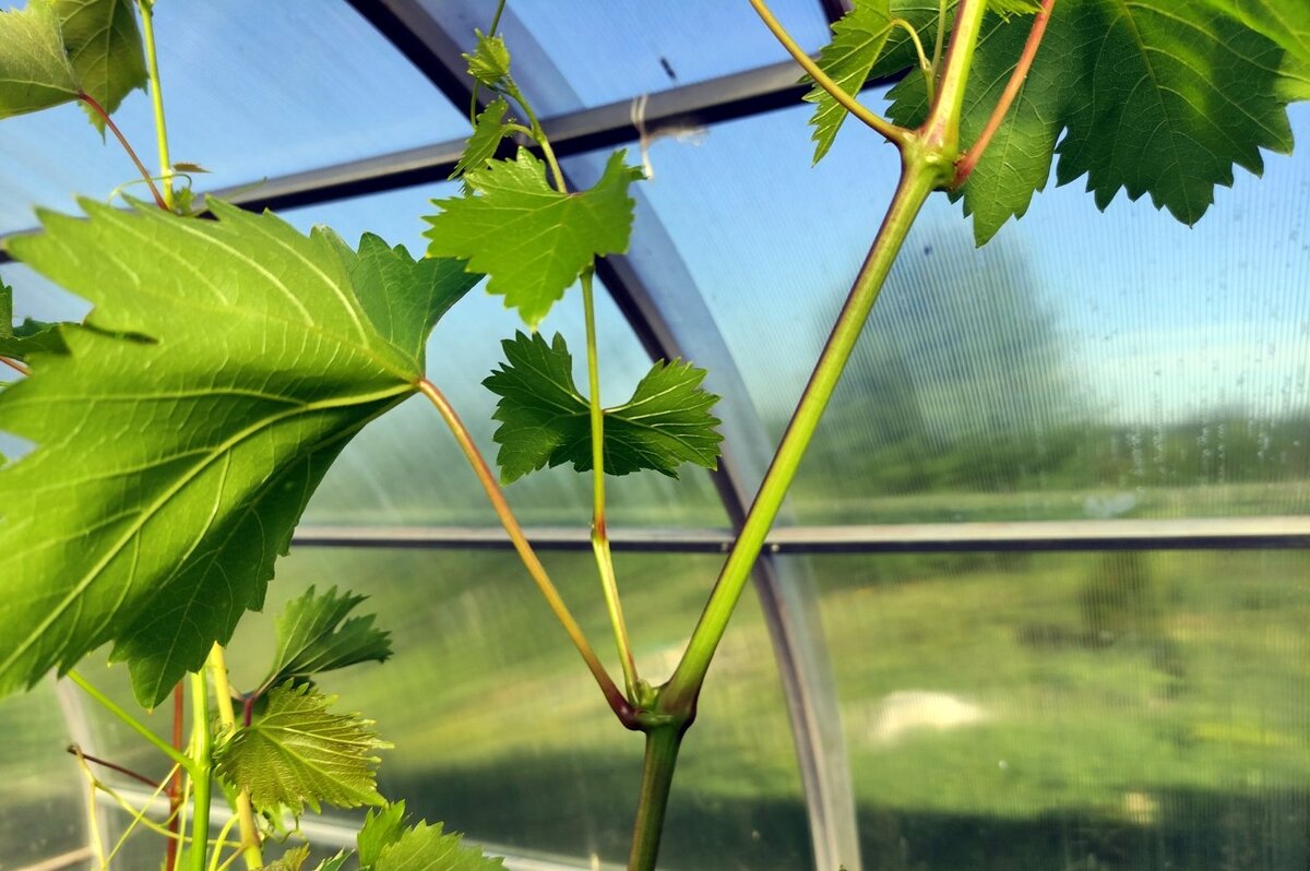 Пасынок, растущий из пазухи листа