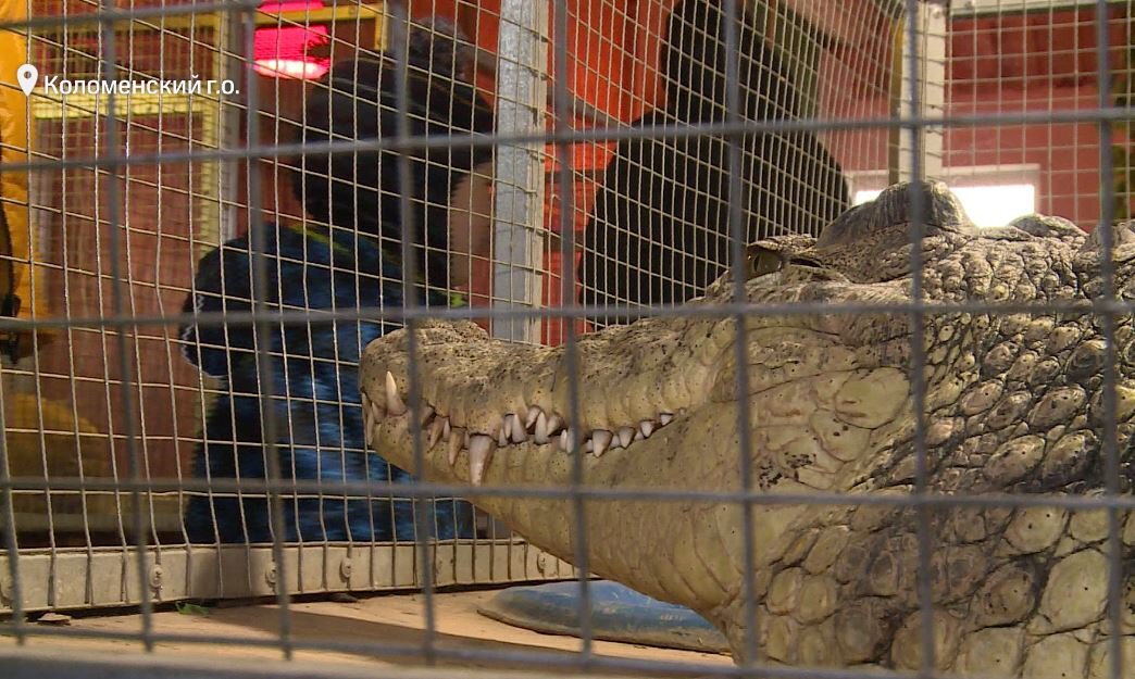 Источник: https://m.123ru.net/kolomna/235600733/  