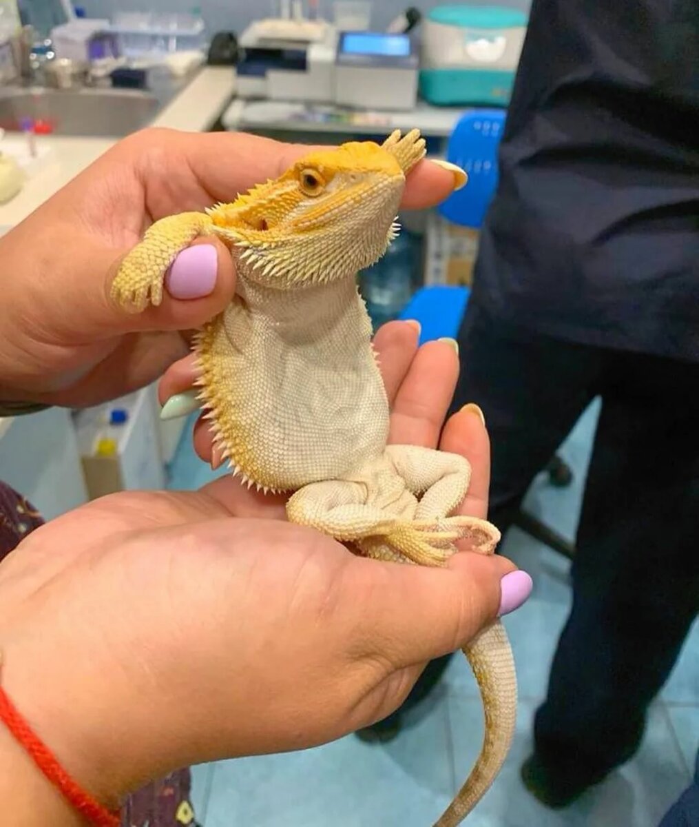 Довольная жизнью Бородатая агама. - Фото из интернета