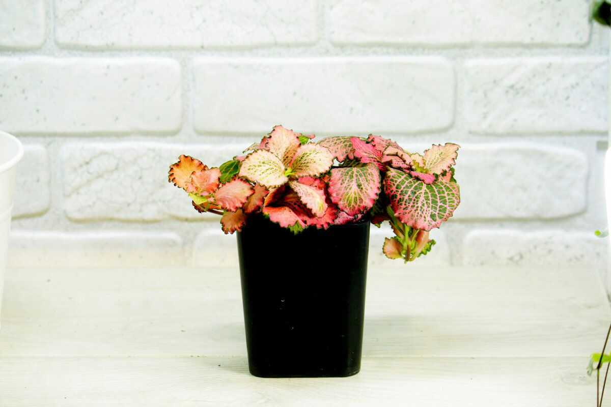 Фиттония. Фото и коллекция автора masteritayaplants