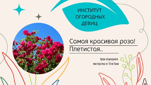 Роза плетистая. Самая красивая! Как посадить, как укрыть, когда обрезать?