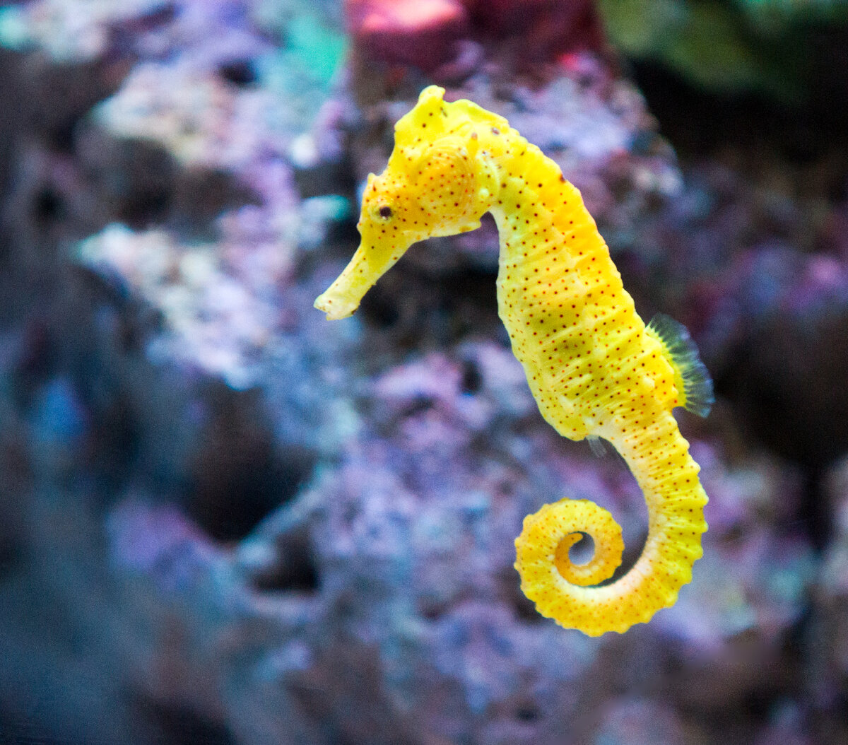 Seahorse, фотография пользователя Nathan Rupert на flickr от 22 августа 2019 года (CC BY-NC-ND 2.0).